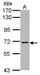 NCLN Antibody - Sample (30 ug of whole cell lysate) A: HeLa 7.5% SDS PAGE NCLN antibody diluted at 1:1000