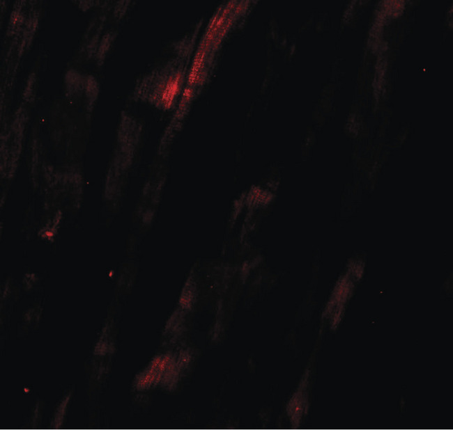 NCLN Antibody - Immunofluorescence of NCLN in human heart tissue with NCLN antibody at 20 ug/ml.
