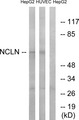 NCLN Antibody - Western blot of extracts from HepG2 cells and HUVEC cells, using NCLN antibody.
