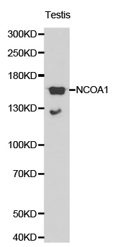 NCOA1 / SRC-1 Antibody - Western blot analysis of testis cell lysate using NCOA1 antibody.