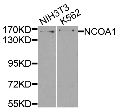 NCOA1 / SRC-1 Antibody - Western blot analysis of extracts of various cell lines, using NCOA1 antibody at 1:500 dilution. The secondary antibody used was an HRP Goat Anti-Rabbit IgG (H+L) at 1:10000 dilution. Lysates were loaded 25ug per lane and 3% nonfat dry milk in TBST was used for blocking.