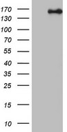 NCOA2 / TIF2 Antibody - HEK293T cells were transfected with the pCMV6-ENTRY control (Left lane) or pCMV6-ENTRY NCOA2 (Right lane) cDNA for 48 hrs and lysed. Equivalent amounts of cell lysates (5 ug per lane) were separated by SDS-PAGE and immunoblotted with anti-NCOA2.