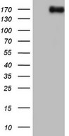 NCOA2 / TIF2 Antibody - HEK293T cells were transfected with the pCMV6-ENTRY control (Left lane) or pCMV6-ENTRY NCOA2 (Right lane) cDNA for 48 hrs and lysed. Equivalent amounts of cell lysates (5 ug per lane) were separated by SDS-PAGE and immunoblotted with anti-NCOA2.