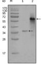 NCOA3 / SRC-3 / AIB1 Antibody - Western blot using NCOA3 mouse monoclonal antibody against truncated Trx-NCOA3 recombinant protein (1) and truncated NCOA3 (aa1-200)-hIgGFc transfected CHOK1 cell lysate (2).
