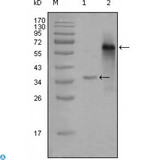 NCOA3 / SRC-3 / AIB1 Antibody - Western Blot (WB) analysis using NCoA-3 Monoclonal Antibody against truncated Trx-NCoA-3 recombinant protein (1) and truncated NCoA-3 (aa1-200)-hIgGFc transfected CHOK1 cell lysate (2).