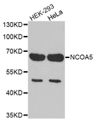 NCOA5 Antibody - Western blot analysis of extracts of various cell lines, using NCOA5 antibody.