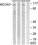 NCOA7 Antibody - Western blot analysis of lysates from LOVO, NIH/3T3, and RAW264.7 cells, using NCOA7 Antibody. The lane on the right is blocked with the synthesized peptide.