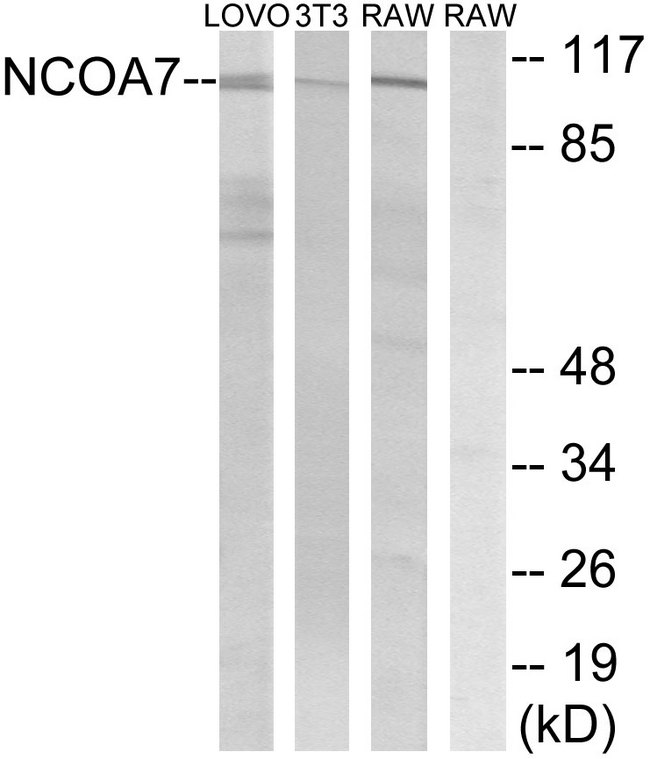 NCOA7 Antibody - Western blot analysis of lysates from LOVO, NIH/3T3, and RAW264.7 cells, using NCOA7 Antibody. The lane on the right is blocked with the synthesized peptide.