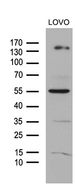 NCOA7 Antibody - Western blot analysis of extracts. (35ug) from LOVO cell line by using anti-NCOA7 monoclonal antibody. (1:500)