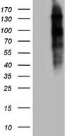 NCOA7 Antibody - HEK293T cells were transfected with the pCMV6-ENTRY control. (Left lane) or pCMV6-ENTRY NCOA7. (Right lane) cDNA for 48 hrs and lysed. Equivalent amounts of cell lysates. (5 ug per lane) were separated by SDS-PAGE and immunoblotted with anti-NCOA7. (1:2000)