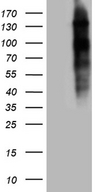 NCOA7 Antibody - HEK293T cells were transfected with the pCMV6-ENTRY control. (Left lane) or pCMV6-ENTRY NCOA7. (Right lane) cDNA for 48 hrs and lysed