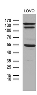 NCOA7 Antibody - Western blot analysis of extracts. (35ug) from LOVO cell line by using anti-NCOA7 monoclonal antibody. (1:500)