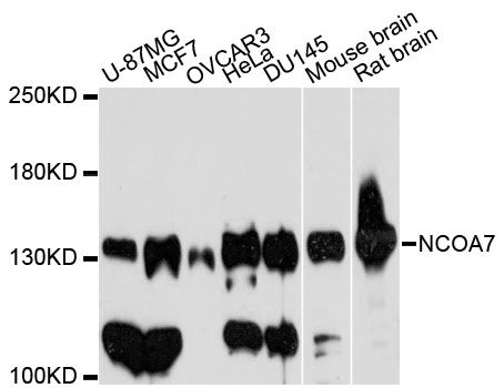 NCOA7 Antibody - Western blot analysis of extracts of various cell lines, using NCOA7 antibody at 1:3000 dilution. The secondary antibody used was an HRP Goat Anti-Rabbit IgG (H+L) at 1:10000 dilution. Lysates were loaded 25ug per lane and 3% nonfat dry milk in TBST was used for blocking. An ECL Kit was used for detection and the exposure time was 60s.