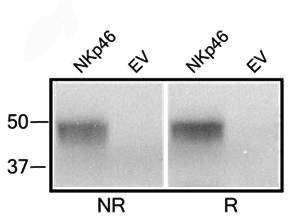NCR1 / NKP46 Antibody - Fig-2: Western blot analysis of anti-NKp46 in 293T cells transfected with a rat NKp46 expression construct and empty vector (EV) lysates at Non-reducing (NR) and reducing (R) condition.