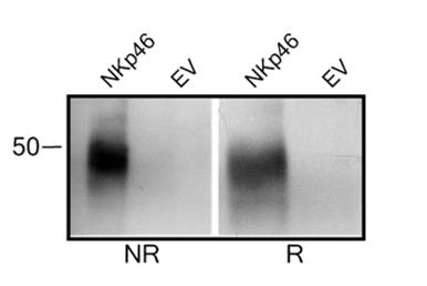 NCR1 / NKP46 Antibody - Fig-3: Immuno precipitation of anti-NKp46 from surface biotinylated, transiently transfected 293T cells using HRP-conjugated streptavidin under Non-reducing (NR) and reducing (R) conditions.