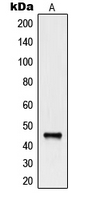 NCR1 / NKP46 Antibody - Western blot analysis of CD335 expression in HEK293A (A) whole cell lysates.