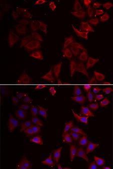 NCR1 / NKP46 Antibody - Immunofluorescence analysis of U2OS cells.