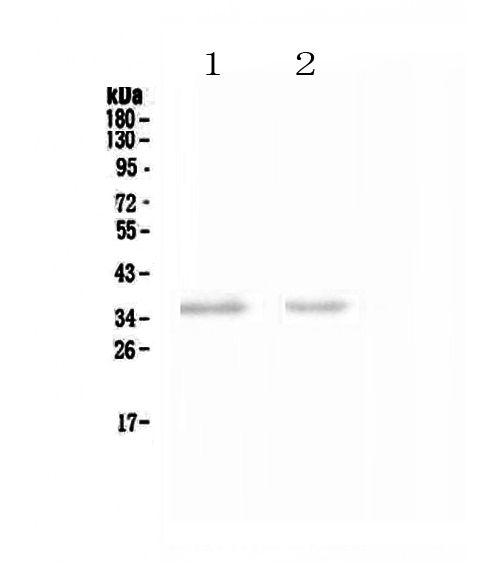 NCR1 / NKP46 Antibody - Western blot - Anti-NCR1 Picoband antibody