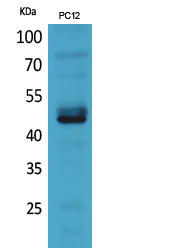 NCR2 / NKP44 Antibody - Western Blot analysis of extracts from PC-12 cells using NCR2 Antibody.