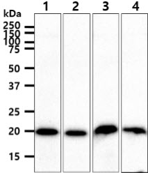 NCS1 / Neuronal Calcium Sensor Antibody - The cell lysates (40ug) were resolved by SDS-PAGE, transferred to PVDF membrane and probed with anti-human NCS1 antibody (1:1000). Proteins were visualized using a goat anti-mouse secondary antibody conjugated to HRP and an ECL detection system. Lane 1.: 293T cell lysate Lane 2.: K562 cell lysate Lane 3.: LaCap cell lysate Lane 4.: HeLa cell lysate