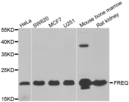 NCS1 / Neuronal Calcium Sensor Antibody - Western blot analysis of extracts of various cell lines.