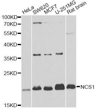 NCS1 / Neuronal Calcium Sensor Antibody - Western blot analysis of extracts of various cell lines, using NCS1 antibody at 1:1000 dilution. The secondary antibody used was an HRP Goat Anti-Rabbit IgG (H+L) at 1:10000 dilution. Lysates were loaded 25ug per lane and 3% nonfat dry milk in TBST was used for blocking. An ECL Kit was used for detection and the exposure time was 90s.