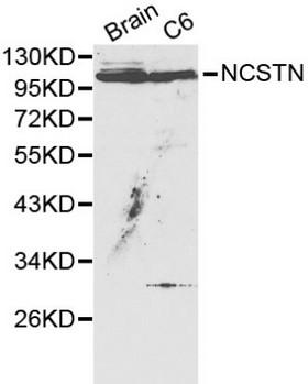NCSTN / Nicastrin Antibody - Western blot of NCSTN pAb in extracts from mouse brain tissue and C6 cells.