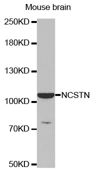 NCSTN / Nicastrin Antibody - Western blot analysis of extracts of Mouse brain.