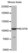 NCSTN / Nicastrin Antibody - Western blot analysis of extracts of Mouse brain.