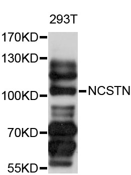 NCSTN / Nicastrin Antibody - Western blot analysis of extracts of 293T cells, using NCSTN antibody at 1:1000 dilution. The secondary antibody used was an HRP Goat Anti-Rabbit IgG (H+L) at 1:10000 dilution. Lysates were loaded 25ug per lane and 3% nonfat dry milk in TBST was used for blocking. An ECL Kit was used for detection and the exposure time was 10s.