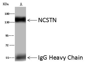 NCSTN / Nicastrin Antibody - NCSTN was immunoprecipitated using: Lane A: 0.5 mg NIH-3T3 Whole Cell Lysate. 4 uL anti-NCSTN rabbit polyclonal antibody and 60 ug of Immunomagnetic beads Protein A/G. Primary antibody: Anti-NCSTN rabbit polyclonal antibody, at 1:100 dilution. Secondary antibody: Goat Anti-Rabbit IgG (H+L)/HRP at 1/10000 dilution. Developed using the ECL technique. Performed under reducing conditions. Predicted band size: 78 kDa. Observed band size: 145 kDa.