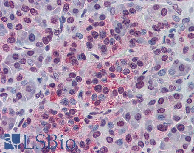 NDE1 Antibody - Anti-NDE1 antibody IHC of human pancreas. Immunohistochemistry of formalin-fixed, paraffin-embedded tissue after heat-induced antigen retrieval. Antibody concentration 5 ug/ml.  This image was taken for the unconjugated form of this product. Other forms have not been tested.