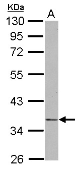 NDE1 Antibody - Sample (30 ug of whole cell lysate) A: IMR32 10% SDS PAGE NDE1 antibody diluted at 1:500