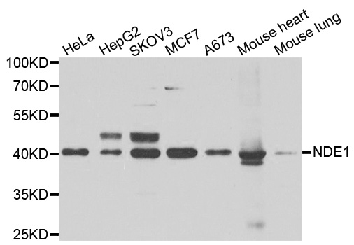 NDE1 Antibody - Western blot analysis of extracts of various cell lines.