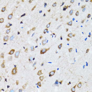 NDE1 Antibody - Immunohistochemistry of paraffin-embedded rat brain tissue.