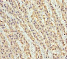 NDE1 Antibody - Immunohistochemistry of paraffin-embedded human adrenal gland tissue at dilution 1:100