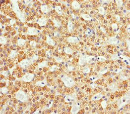 NDE1 Antibody - Immunohistochemistry of paraffin-embedded human adrenal gland tissue at dilution 1:100