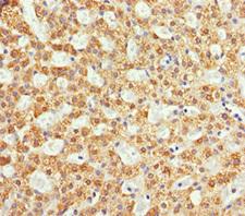 NDE1 Antibody - Immunohistochemistry of paraffin-embedded human adrenal gland tissue at dilution 1:100