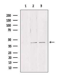 NDE1 Antibody - Western blot analysis of extracts of various samples using NDE1 antibody. Lane 1: 293 treated with blocking peptide. Lane 2: 293; Lane 3: mouse brain;