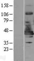 NDE1 Protein - Western validation with an anti-DDK antibody * L: Control HEK293 lysate R: Over-expression lysate