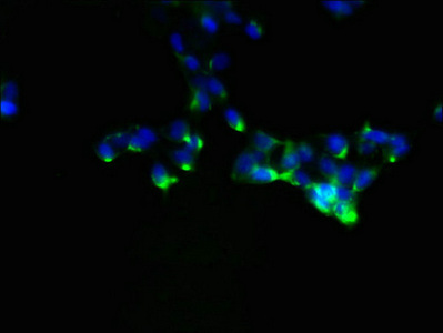 NDFIP1 / N4WBP5 Antibody - Immunofluorescent analysis of 293 cells using NDFIP1 Antibody at dilution of 1:100 and Alexa Fluor 488-congugated AffiniPure Goat Anti-Rabbit IgG(H+L)