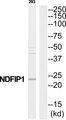NDFIP1 / N4WBP5 Antibody - Western blot analysis of extracts from 293 cells, using NDFIP1 antibody.