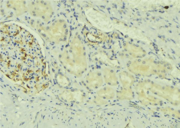 NDFIP2 Antibody - 1:100 staining mouse kidney tissue by IHC-P. The sample was formaldehyde fixed and a heat mediated antigen retrieval step in citrate buffer was performed. The sample was then blocked and incubated with the antibody for 1.5 hours at 22°C. An HRP conjugated goat anti-rabbit antibody was used as the secondary.