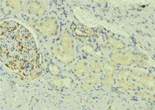 NDFIP2 Antibody - 1:100 staining mouse kidney tissue by IHC-P. The sample was formaldehyde fixed and a heat mediated antigen retrieval step in citrate buffer was performed. The sample was then blocked and incubated with the antibody for 1.5 hours at 22°C. An HRP conjugated goat anti-rabbit antibody was used as the secondary.