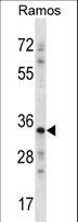 NDN / Necdin Antibody - NDN Antibody western blot of Ramos cell line lysates (35 ug/lane). The NDN antibody detected the NDN protein (arrow).