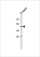 NDN / Necdin Antibody - Western blot of lysate from human heart tissue lysate with NDN Antibody. Antibody was diluted at 1:1000. A goat anti-rabbit IgG H&L (HRP) at 1:10000 dilution was used as the secondary antibody. Lysate at 20 ug.