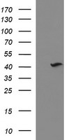NDN / Necdin Antibody - HEK293T cells were transfected with the pCMV6-ENTRY control (Left lane) or pCMV6-ENTRY NDN (Right lane) cDNA for 48 hrs and lysed. Equivalent amounts of cell lysates (5 ug per lane) were separated by SDS-PAGE and immunoblotted with anti-NDN.