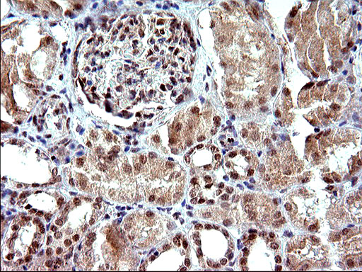 NDN / Necdin Antibody - IHC of paraffin-embedded Human Kidney tissue using anti-NDN mouse monoclonal antibody. (Heat-induced epitope retrieval by 10mM citric buffer, pH6.0, 120°C for 3min).