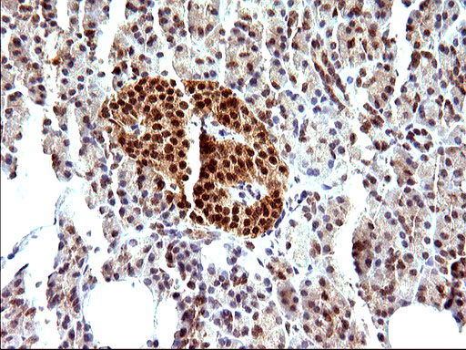 NDN / Necdin Antibody - IHC of paraffin-embedded Human pancreas tissue using anti-NDN mouse monoclonal antibody. (Heat-induced epitope retrieval by 10mM citric buffer, pH6.0, 120°C for 3min).