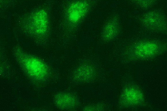 NDN / Necdin Antibody - Immunofluorescent staining of HeLa cells using anti-NDN mouse monoclonal antibody.